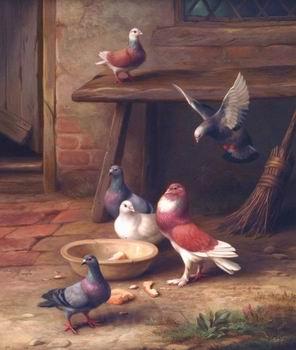 unknow artist Pigeons 064 Spain oil painting art